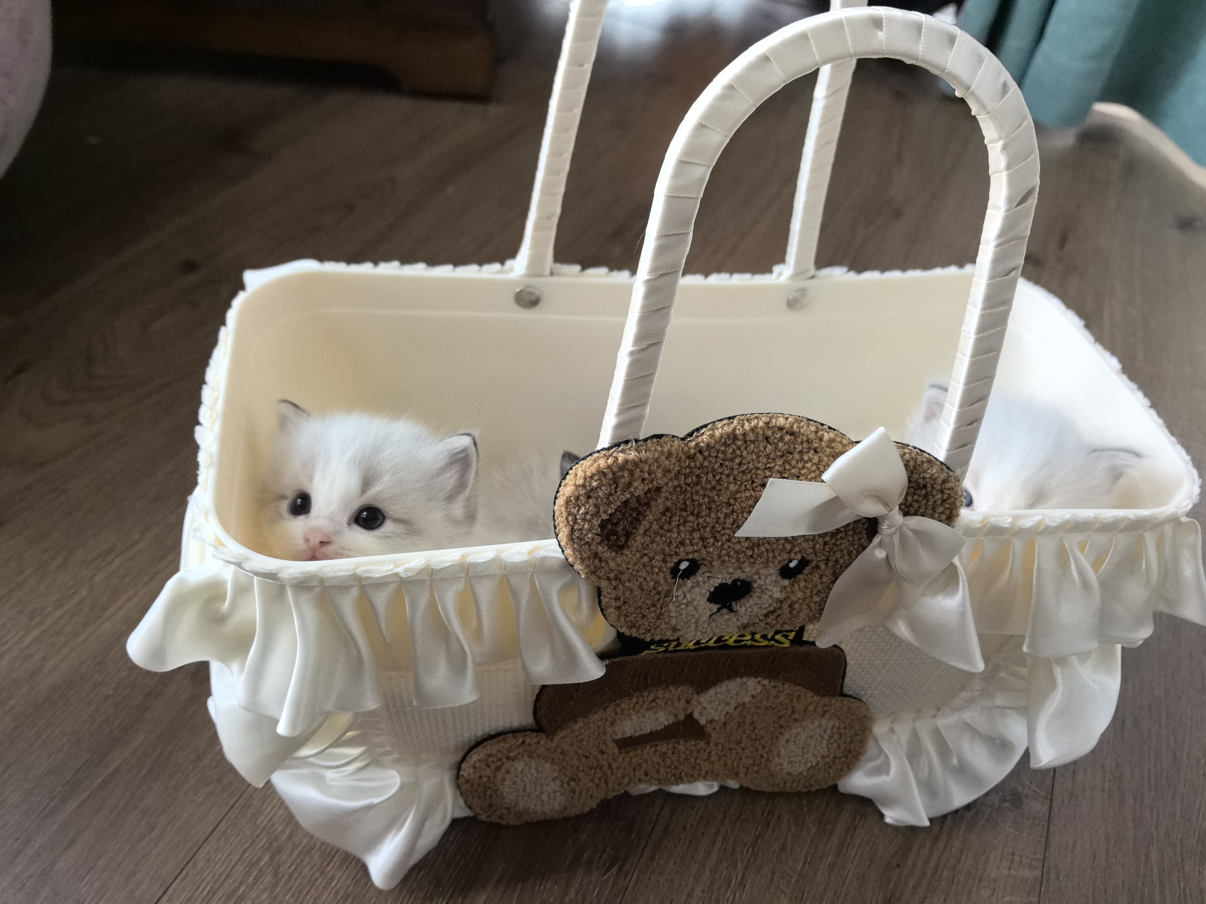布偶猫